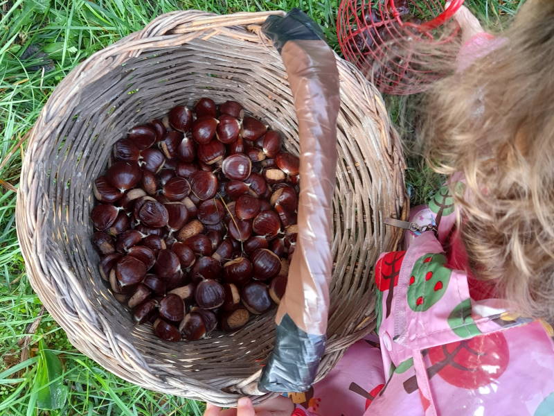 castagnata piccoli raccolta