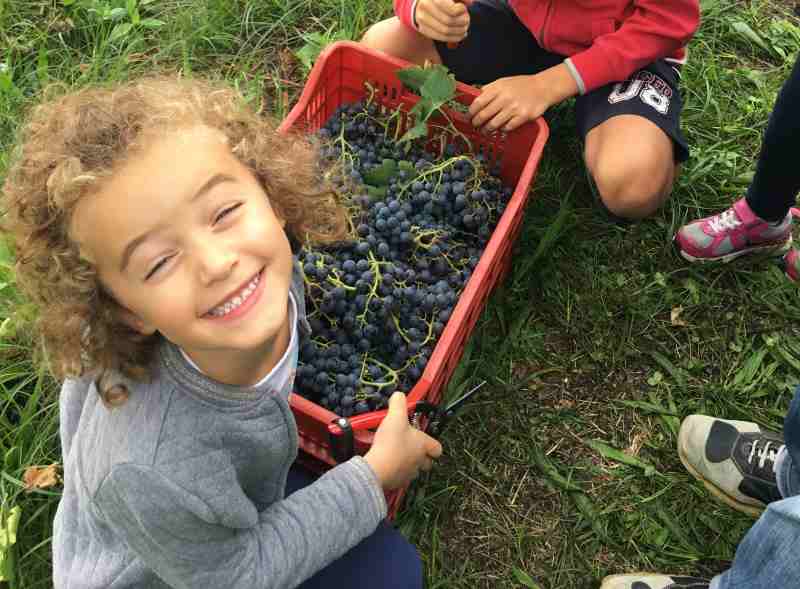 felicit vendemmia bimba
