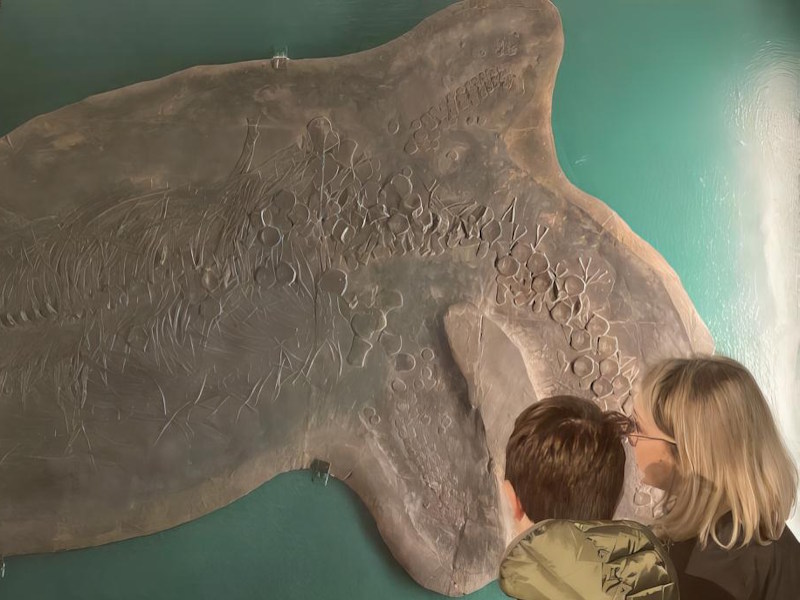 Museo Fossili Besano visita