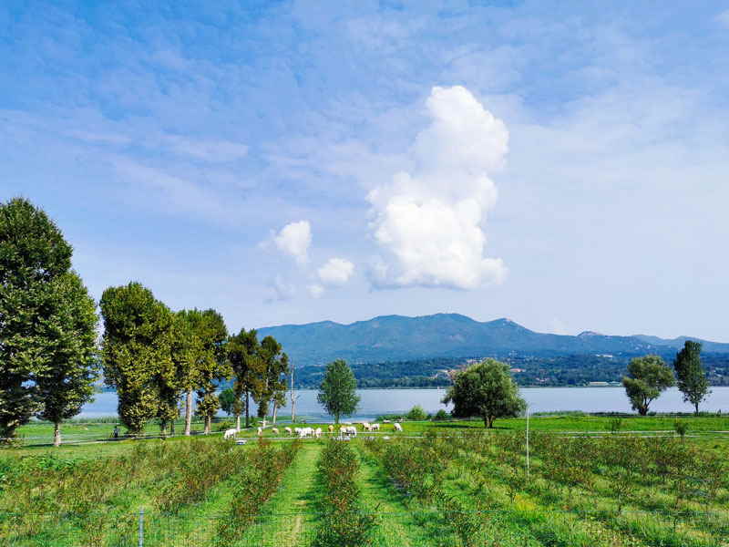 campo estivo fattoria gaggio mucche
