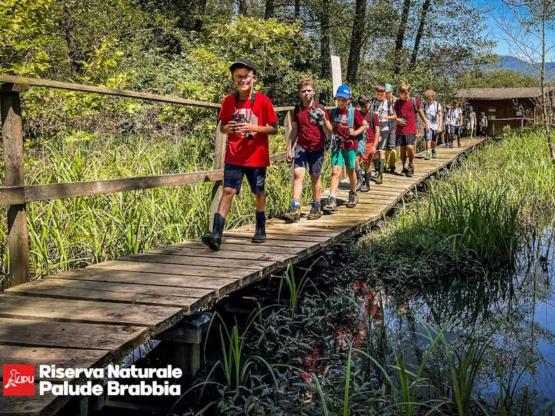 Palude Brabbia con i bambini tra bosco, storia e birdwatching