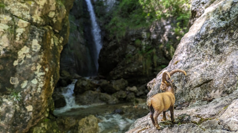 cascata del trallo stambecco