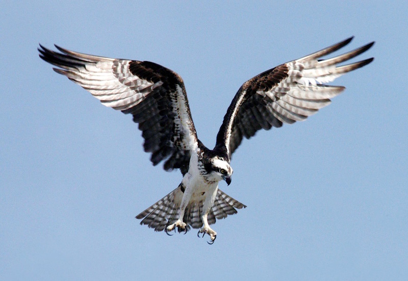 falco pescatore palude