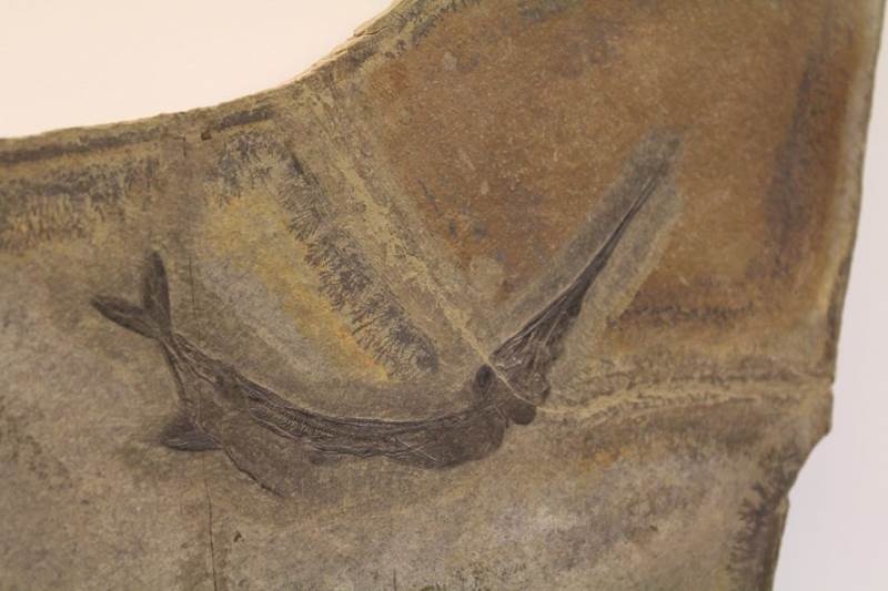 fossile museo besano