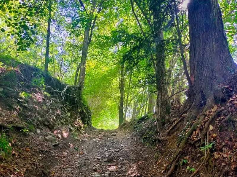 percorso nel bosco masciago