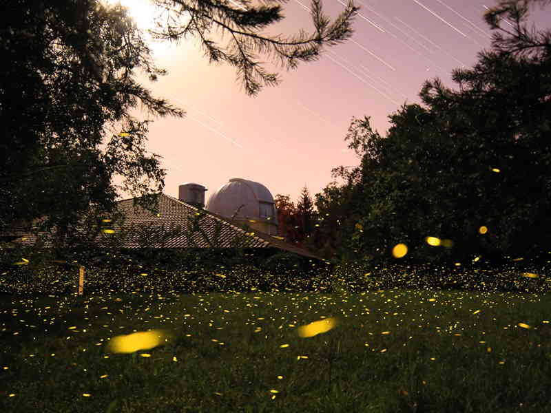 Picnic sotto le stelle al Parco Pineta