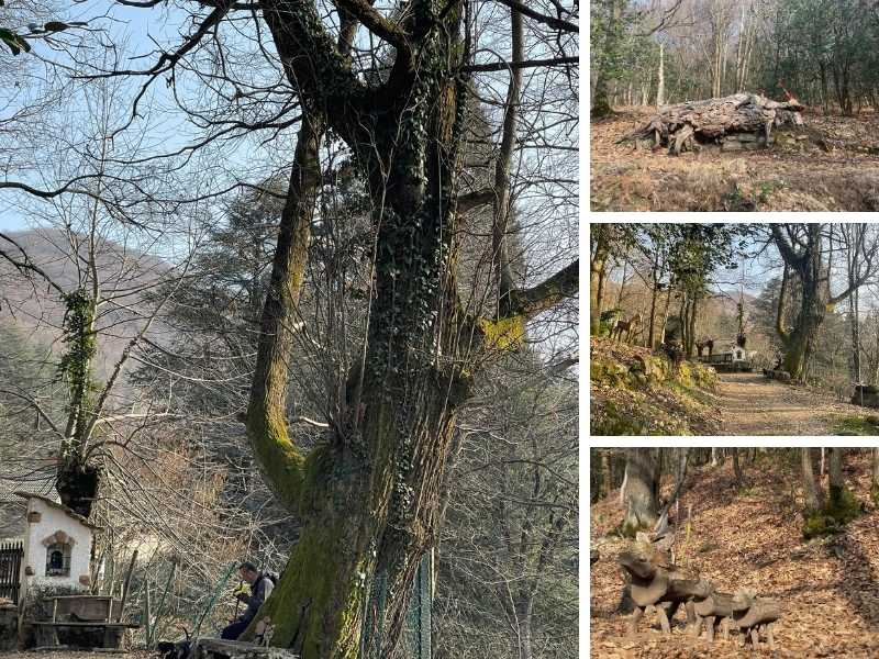 sentiero delle sculture boarezzo albero