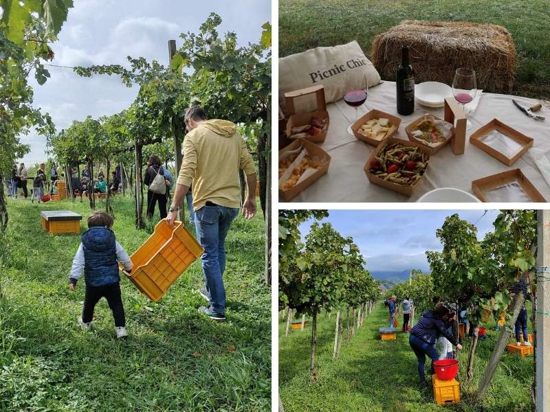 vendemmia bambini picnic