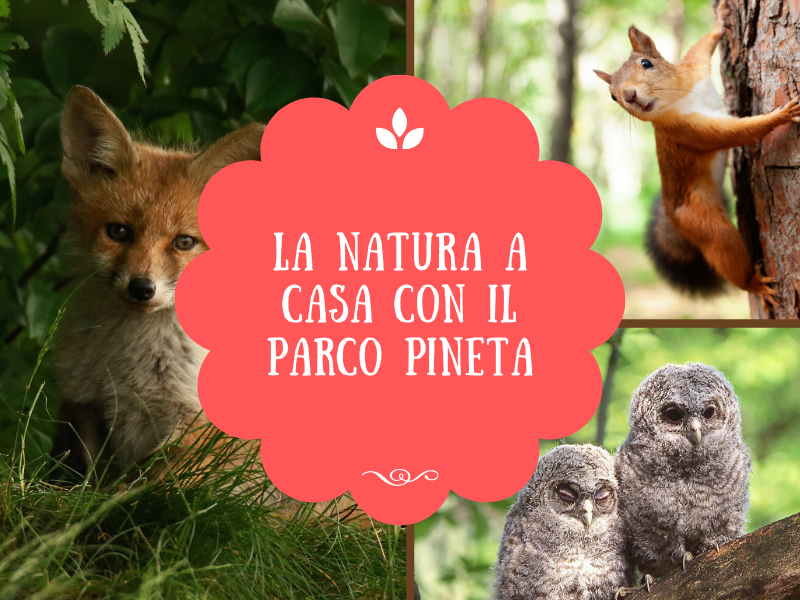 Natura a casa tua con il Parco Pineta
