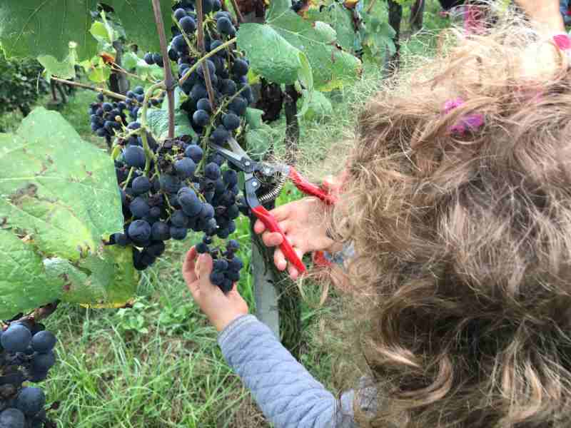 La Vendemmia con i bambini!