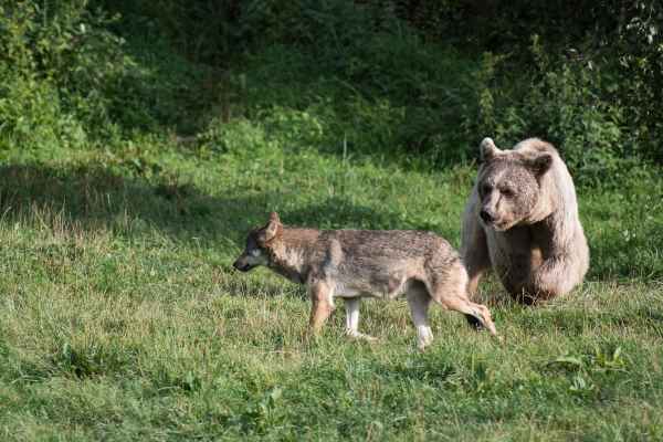 Gita con treno speciale al Tierpark di Goldau