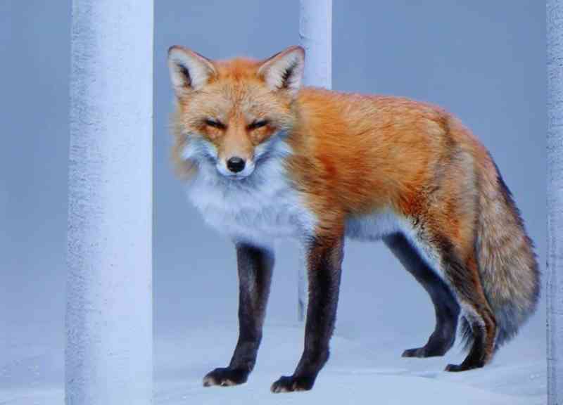 Una Favola a Villa Panza di Varese