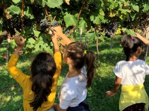 vendemmia dei bambini